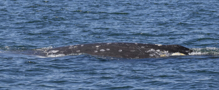 Gray whale southbound from Turn Island to Cattle Pass
