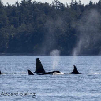 Biggs/Transient Orcas T49A’s and T19 with T19B southbound from Turn Island