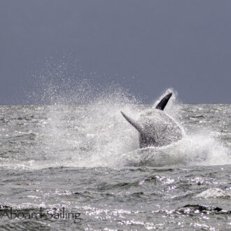 Biggs/Transient Orcas T49A’s, T19 and T19B hunting near Patos Island