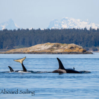 Biggs/Transient Orcas T19, T19B and T49A’s followed by T36A’s