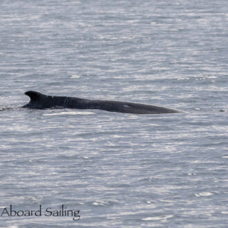 Abundance of wildlife including a small humpback whale in Haro Strait