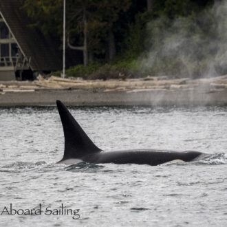 Biggs/Transient Orcas T90’s pass Friday Harbor
