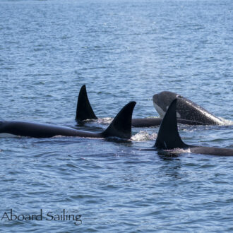 Biggs/Transient Orcas T46B1’s and T46C2 pass Friday Harbor