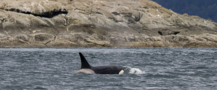 Biggs/Transient Orcas T124A’s Spieden Channel Biggs/Transient Orcas T124A’s Spieden Channel