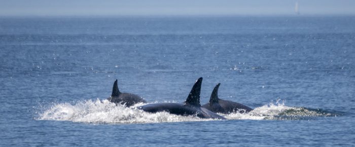 Biggs/Transient Orcas T36A1’s, T46B1’s and T51 around South Lopez Island Biggs/Transient Orcas T36A1’s, T46B1’s and T51 around South Lopez Island
