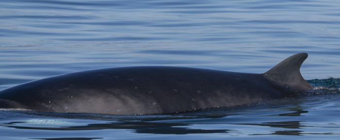 Two Minke whales on Salmon Bank