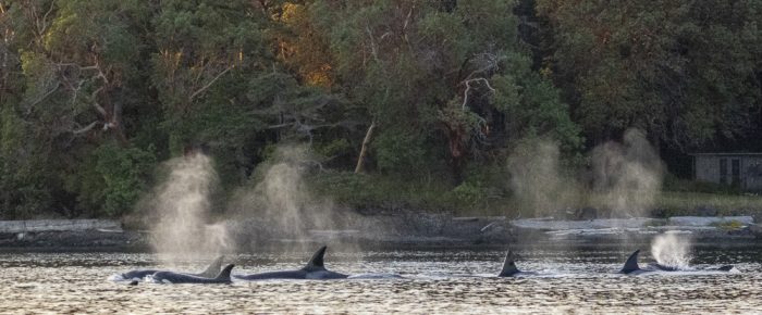 Sunset sail with Biggs/Transient orcas T37A’s, T100’s and T101’s