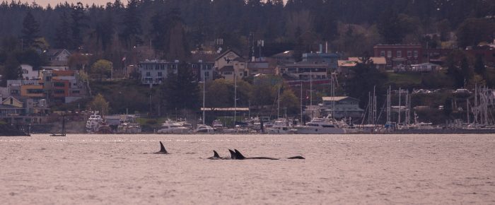 Biggs Orcas T46B’s with new calf T46B3A outside Friday Harbor