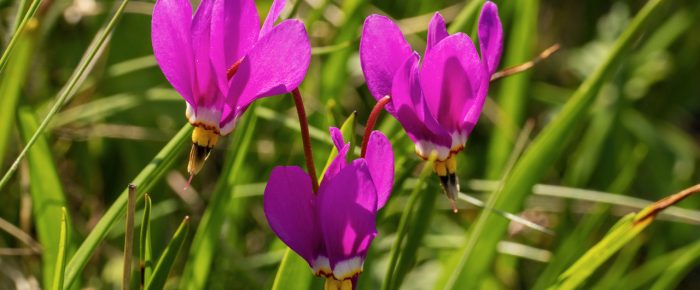 Sail to Yellow Island to see wildflowers plus a bunch of cool wildlife