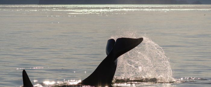 Biggs Orcas T36A’s, T65B’s and T99B by Patos Island
