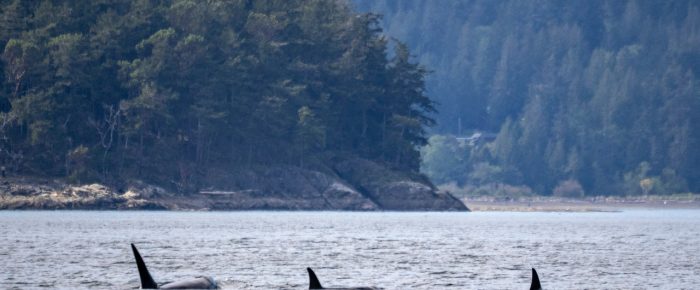 A Humpback and Biggs orcas T65B’s in Boundary Pass