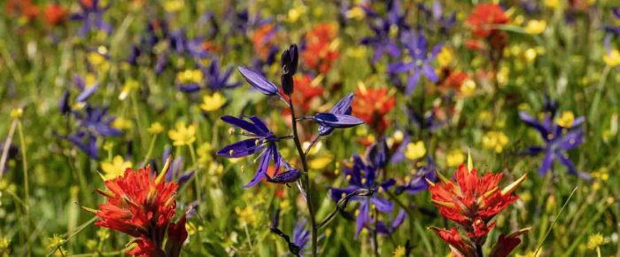 A visit to Yellow Island to see wildflowers in bloom