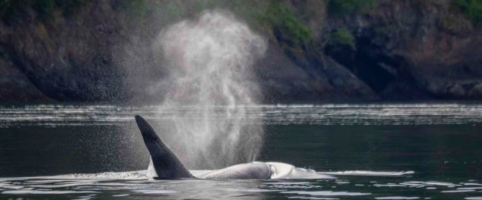 Biggs orcas T19’s near Spieden Island Biggs orcas T19’s near Spieden Island