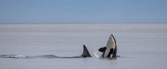 Biggs orcas T65B’s with T124D’s near Discovery Island