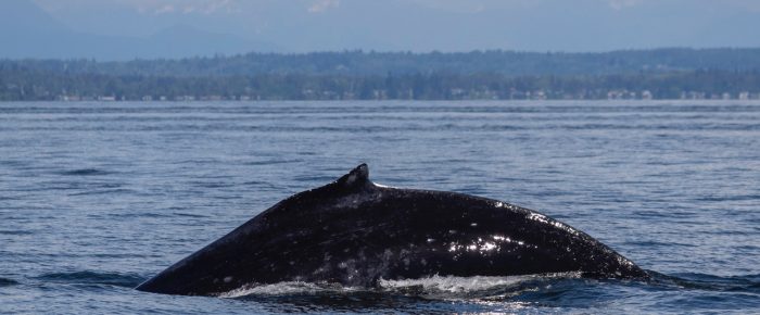 Humpbacks BCX1057 “Divot” & BCX1416 “Phi” near Alden Bank