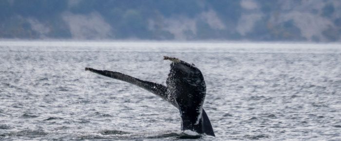 Sailing with a trio of Humpback whales “Bagheera”, BCY1134 “Spock” & 2022 calf of “Ocean”