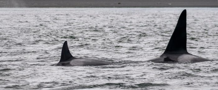 Biggs Orcas T19’s treadmilling in Spieden Channel