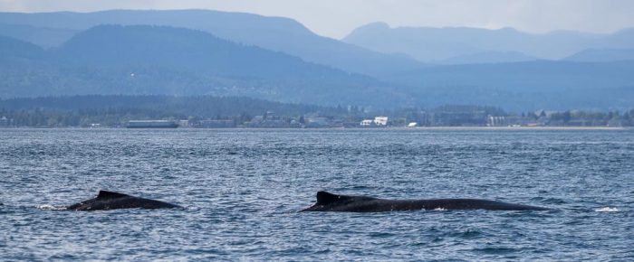 Biggs Orcas T19’s followed by BCY0324 “Big Mama” and her newborn 8th calf