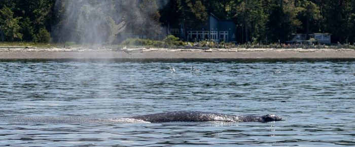 Gray whale and Biggs orcas T123’s in San Juan Channel
