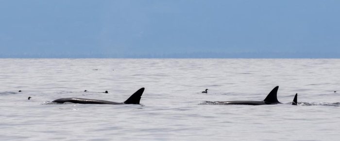 Biggs orcas T68 with T75B’s and a Humpback whale on Salmon Bank