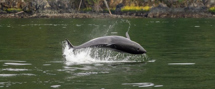 Biggs/Transient Orcas in President Channel: T75B’s, T86A’s, T124A2’s, T124D’s and T137’s