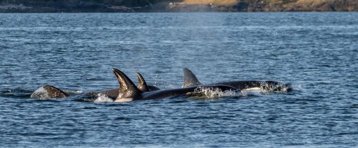 Biggs/Transient Orcas T75B’s, T86A’s, T124A2’s and T124D’s pass by Friday Harbor