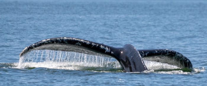 Humpback Whale BCY0324 “Big Mama” and her 2025 Calf south of Flattop Island