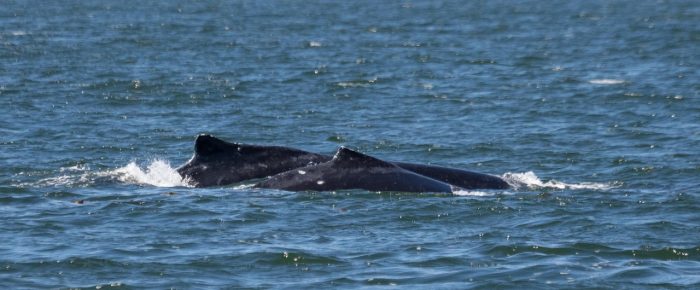 Humpback Whale BCY0324 “Big Mama” with her 2025 Calf in President Channel