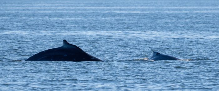 Humpback Whale BCX2075 “Olympus” and her 2025 Calf