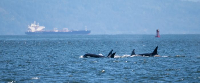 Biggs/Transient Orcas T124A2’s and T124D’s in Rosario Strait