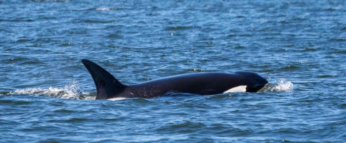 Biggs/Transient Orcas T75B’s inter-island