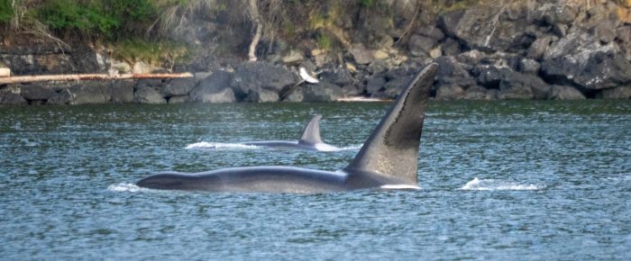 Biggs/Transient Orcas T123’s in President Channel Biggs/Transient Orcas T123’s in President Channel