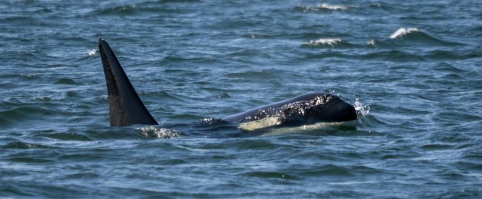 Biggs/Transient Orcas T65B’s east side of Orcas Island and eaglets in nest at Flattop Island