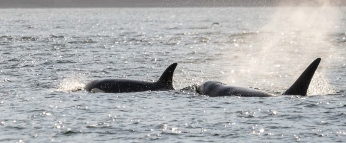 Biggs/Transient Orcas T65B’s and T75B’s and a spectacular sunset