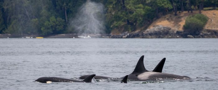 Biggs/Transient Orcas T65B’s and T75B’s northbound Haro Strait