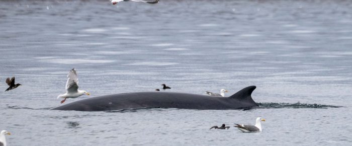Minke Whale on Salmon Bank and a bald eagle fishing