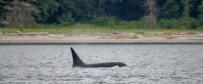 Biggs/Transient Orcas T65B’s in Upright Channel