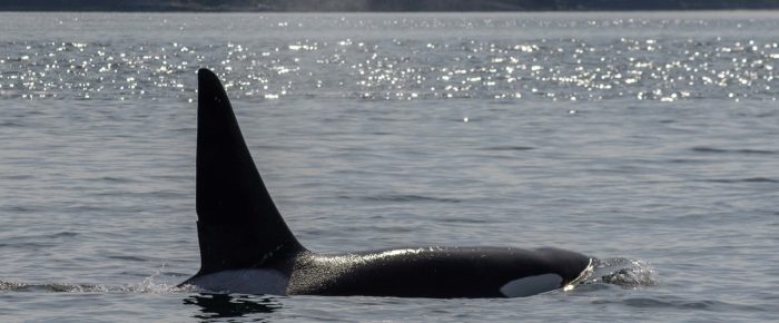 Biggs/Transient Orcas T49A’s in San Juan Channel and T49A1 in Spieden Channel Biggs/Transient Orcas T49A’s in San Juan Channel and T49A1 in Spieden Channel
