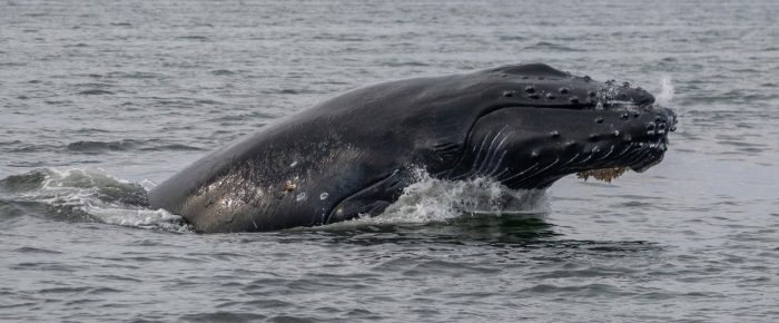 Continuous Breaches from 2025 calf of Humpback Whale BCY0324 “Big Mama”! Continuous Breaches from 2025 calf of Humpback Whale BCY0324 “Big Mama”!