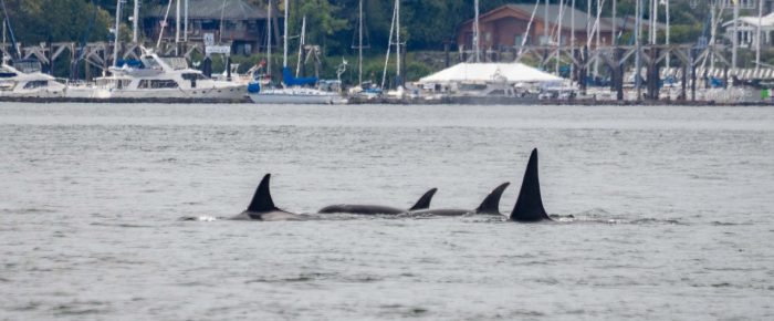 Biggs/Transient Orcas T65B’s and T75B’s passing Friday Harbor