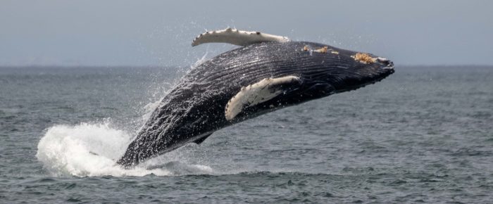 Humpback Whale BCY0324 “Big Mama” and her 2025 calf breaching in President Channel Humpback Whale BCY0324 “Big Mama” and her 2025 calf breaching in President Channel