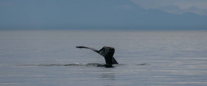 Humpback Whale BCX1706 “Pepper” near Iceberg Pt