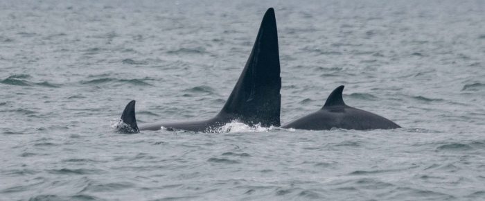 Biggs/Transient Orcas T46C’s and T75C’s by D’arcy Island & a Humpback outside Friday Harbor