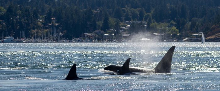 Biggs/Transient Orcas T123’s pass by Friday Harbor