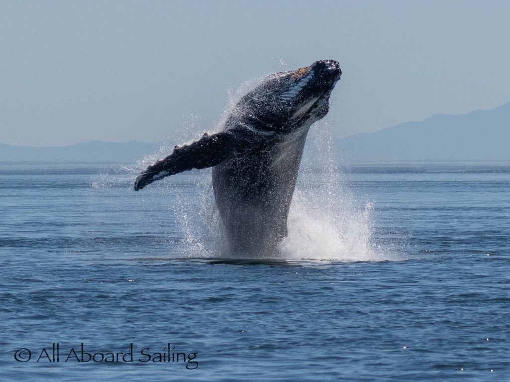 Humpback whale breaching