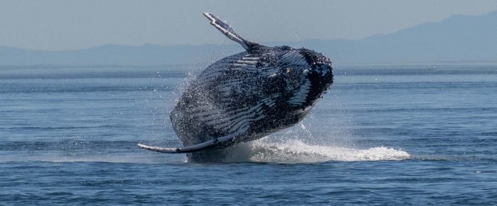 Biggs/Transient Orcas T123’s followed by 3 Humpback Whales in Haro Strait