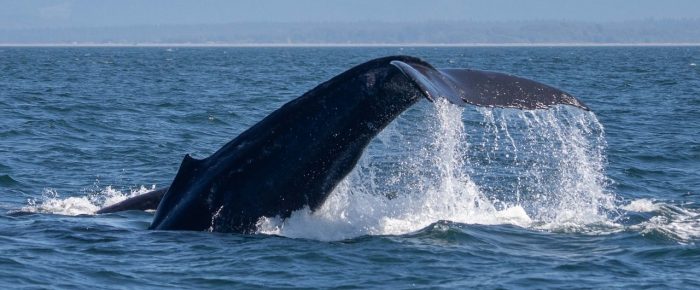 Humpback Herd near Dungeness & Minke whale at Hein Bank Humpback Herd near Dungeness & Minke whale at Hein Bank