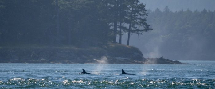 A quick view of Biggs/Transient Orcas T36A’s near  Spieden Island