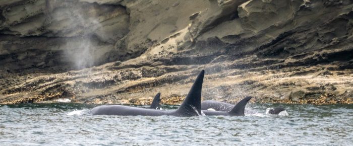 Biggs/Transient Orcas T65B’s Spieden/Stuart Island Biggs/Transient Orcas T65B’s Spieden/Stuart Island