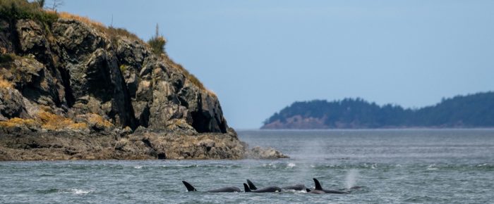 Circumnavigating Orcas Island with Biggs/Transient Orcas T46B’s northbound Rosario Strait